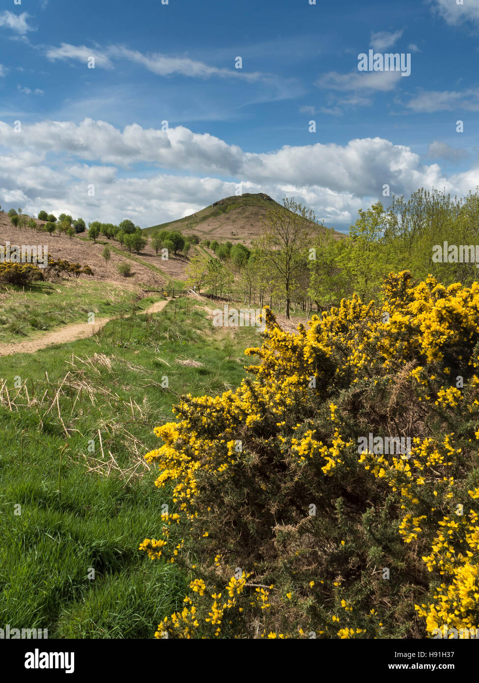 Nähe Richtfest North Yorkshire Moors mit gelben Ginster blühen Stockfoto