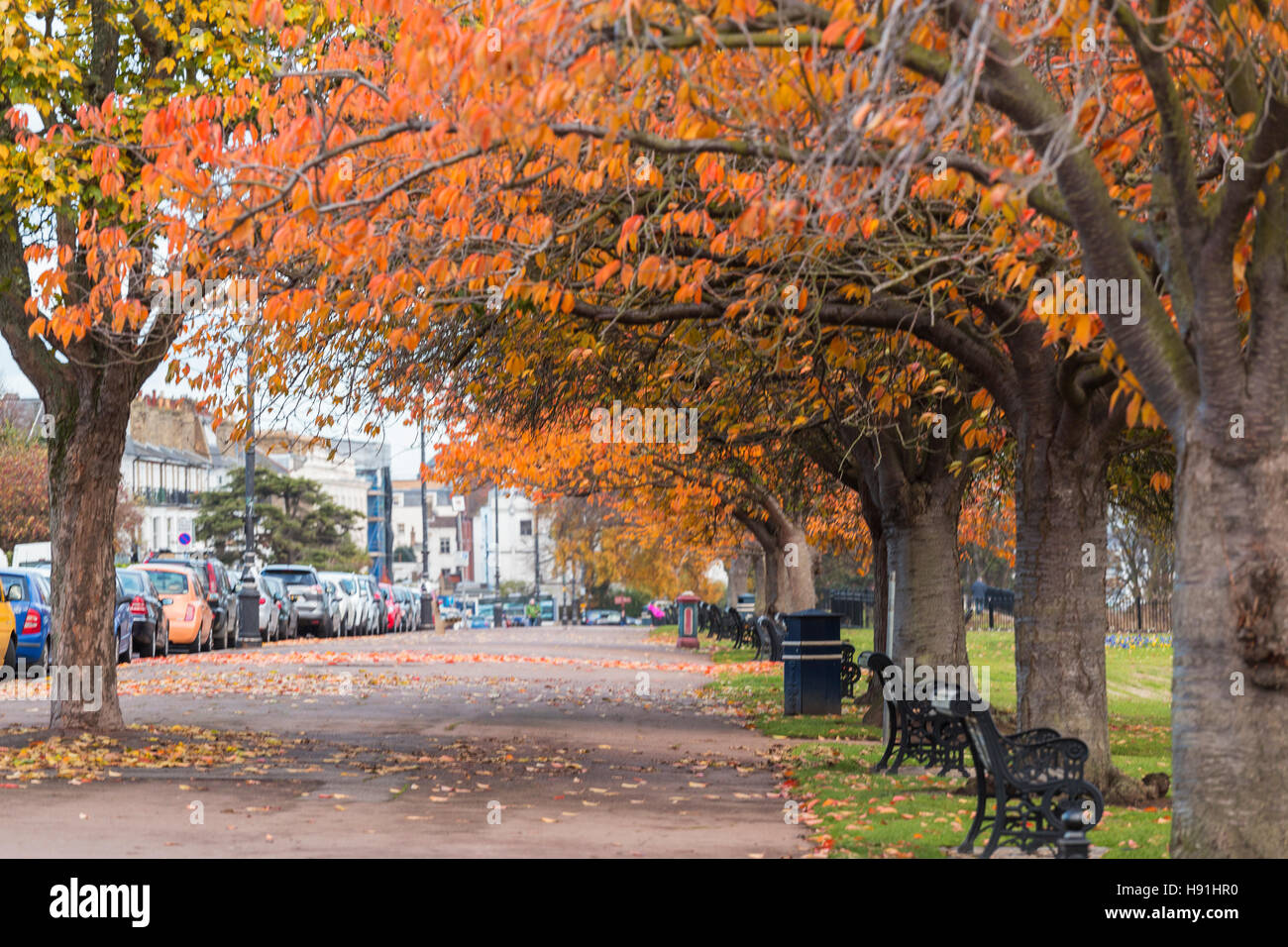 Reihe von Bäumen im Herbst Farbe auf Clifftown Parade Stockfoto