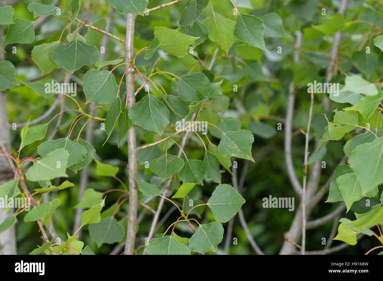 Schwarz-Pappel, Schwarzpappel, Pappel, Saarbaum, Populus Nigra, schwarze Pappel, Schwarz-Pappel Stockfoto