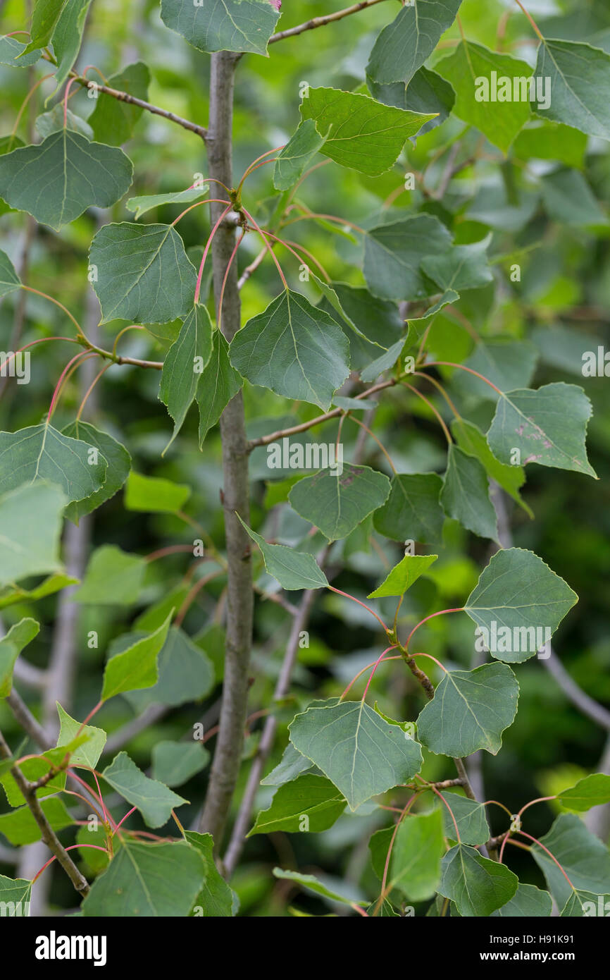 Schwarz-Pappel, Schwarzpappel, Pappel, Saarbaum, Populus Nigra, schwarze Pappel, Schwarz-Pappel Stockfoto