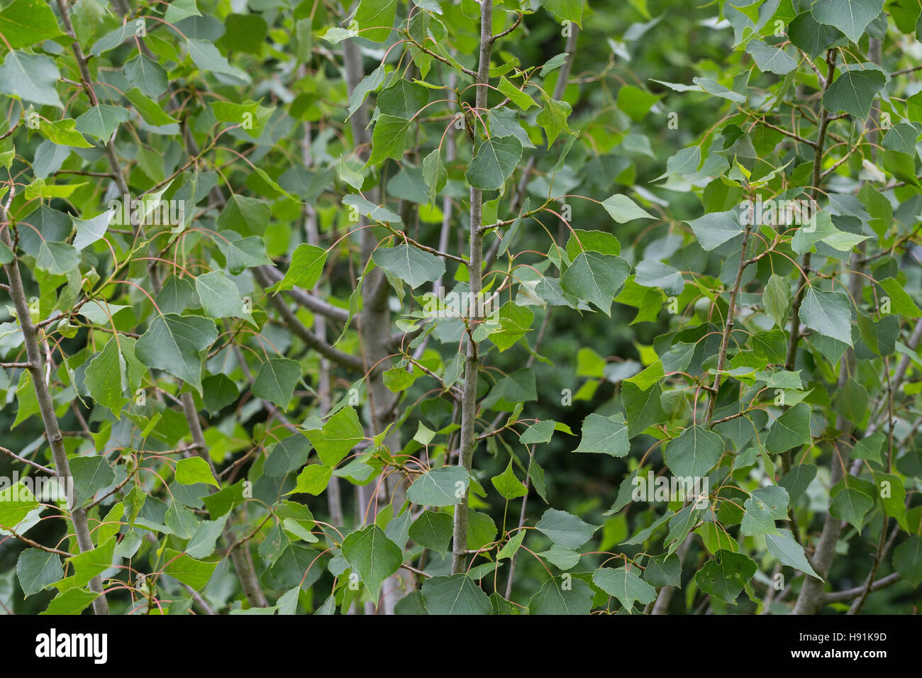 Schwarz-Pappel, Schwarzpappel, Pappel, Saarbaum, Populus Nigra, schwarze Pappel, Schwarz-Pappel Stockfoto