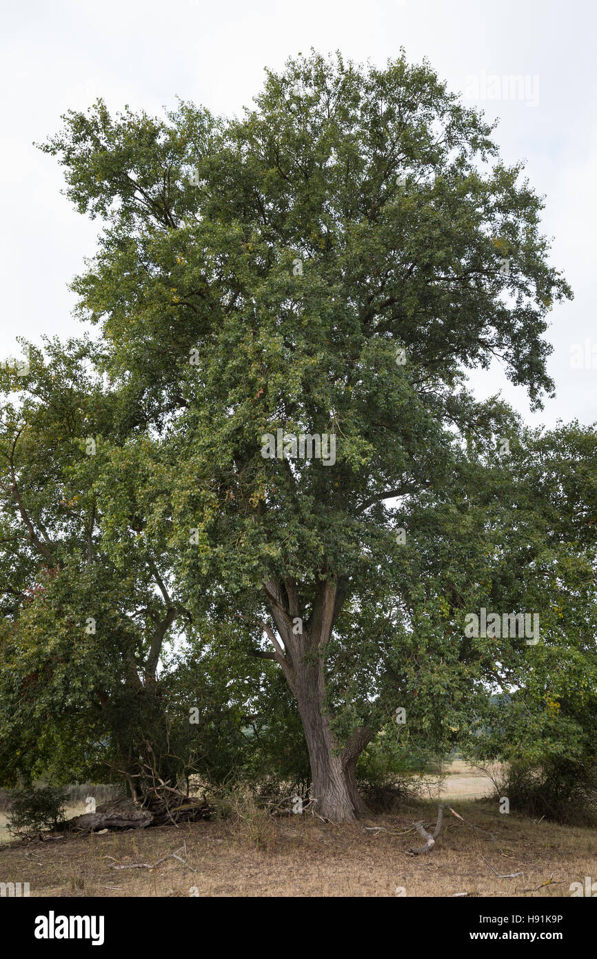 Schwarz-Pappel, Schwarzpappel, Pappel, Saarbaum, Populus Nigra Schwarz-Pappel, Schwarzpappel, Le Peuplier Noir Stockfoto