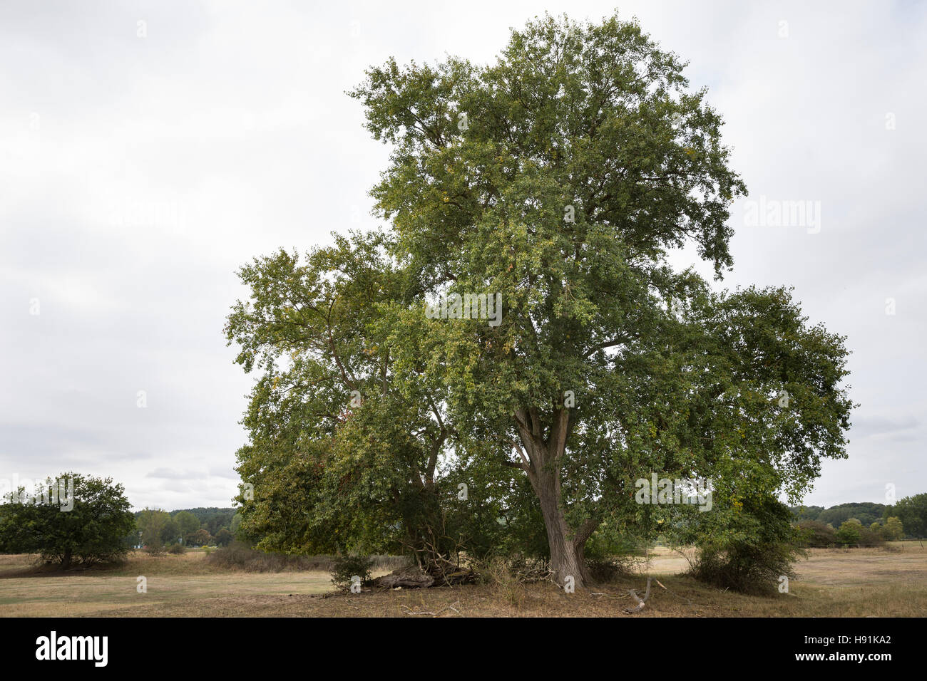 Schwarz-Pappel, Schwarzpappel, Pappel, Saarbaum, Populus Nigra Schwarz-Pappel, Schwarzpappel, Le Peuplier Noir Stockfoto