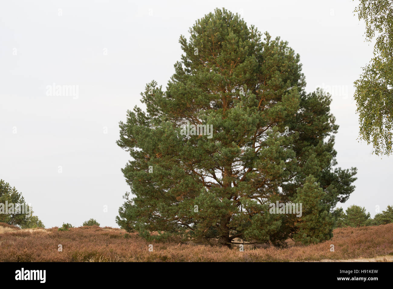 Wald-Kiefer, Föhre, Waldkiefer, Gemeine Kiefer, Seeaufstiegen Pinus Sylvestris, Kiefer, Le Pin Sylvestre Stockfoto