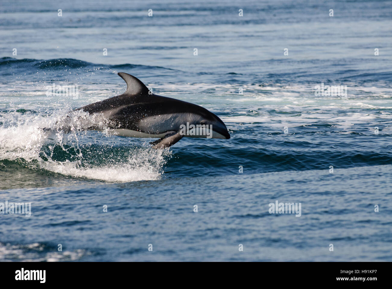 Springen, Pazifische Whitesided Dolphin Discovery Passage, Campbell River, Vancouver Island, Kanada Stockfoto