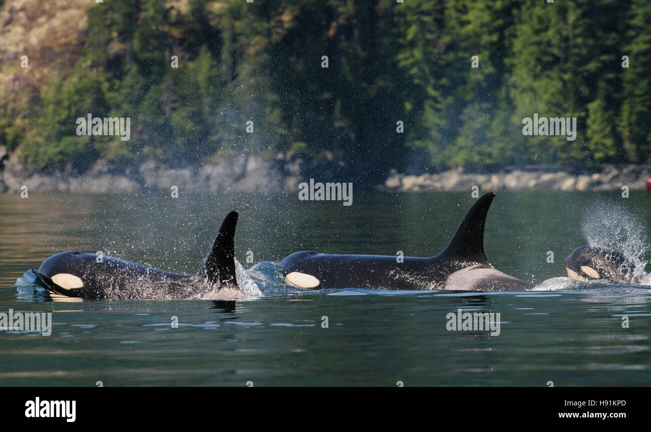 Familie Gruppe von Schwertwal (Orca), Männlich, weiblich und Kalb. Campbell River, Vancouver Island, Kanada Stockfoto