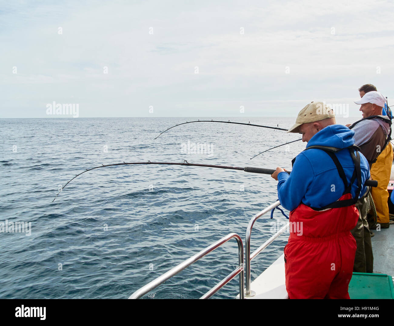 Angler Haken in Fisch beim driften über eine Untiefe von Pollack. Stockfoto