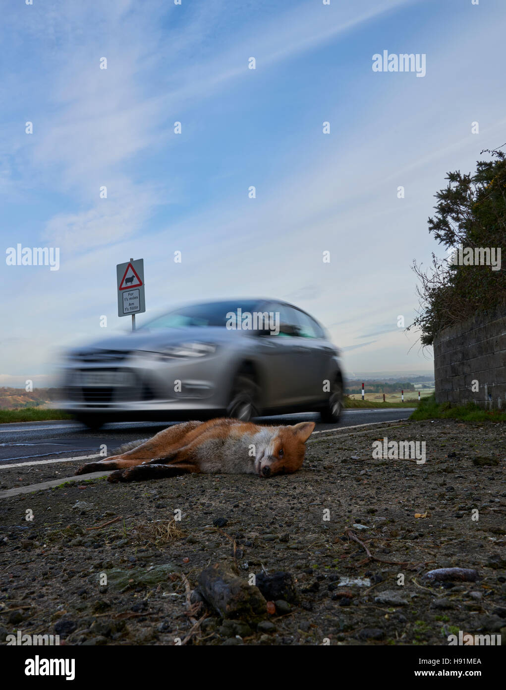 A Road Kill Fox Stockfoto