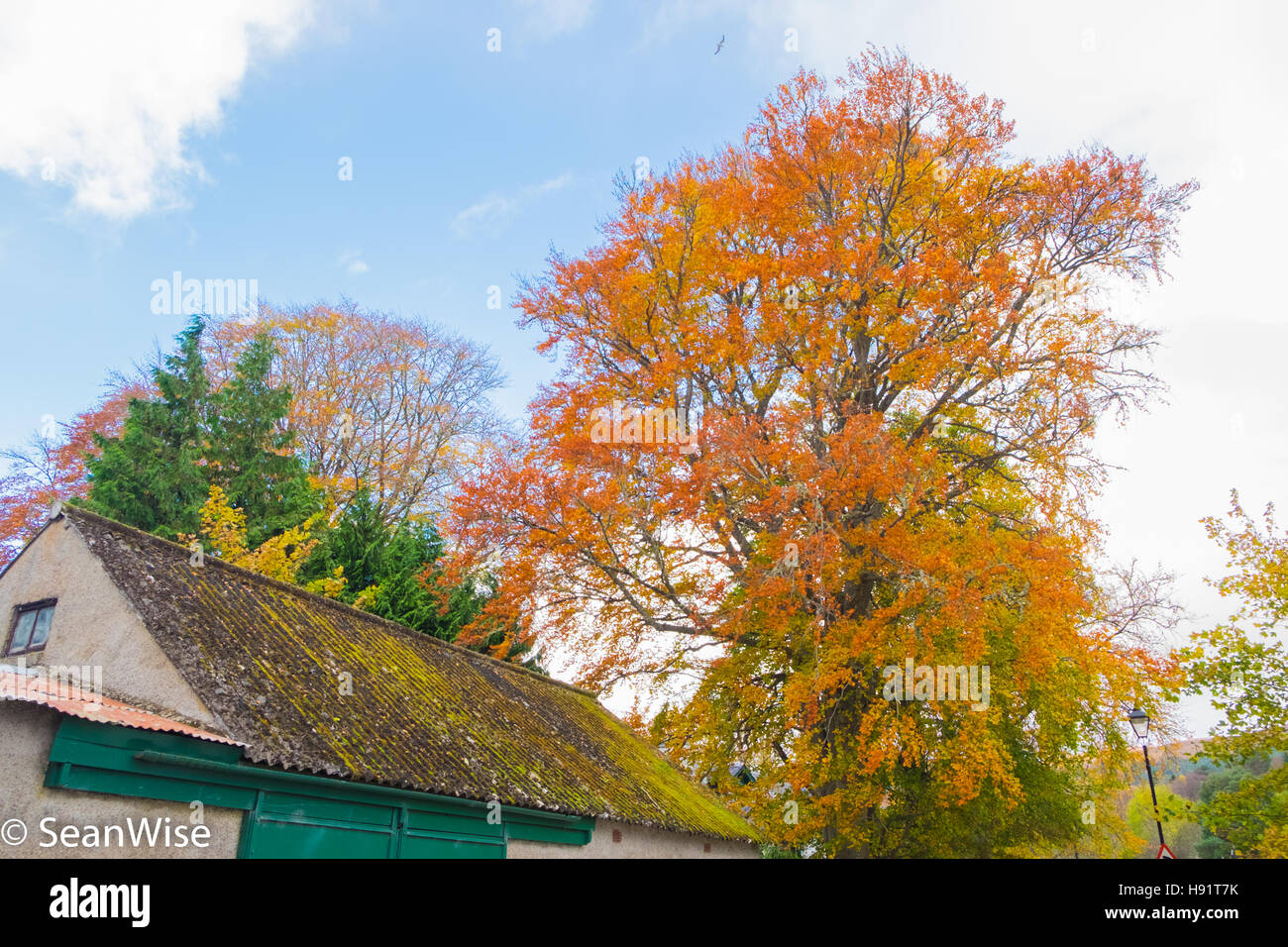 Herbst in der Nähe der Lochs, Schottland Stockfoto