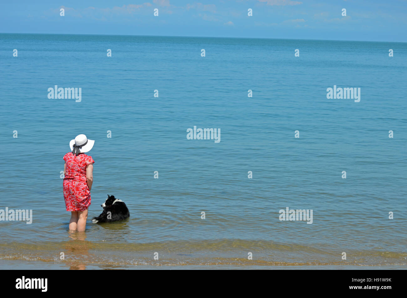 Frau und Hund Paddeln im Meer in New Quay, Ceredigion, Wales Stockfoto