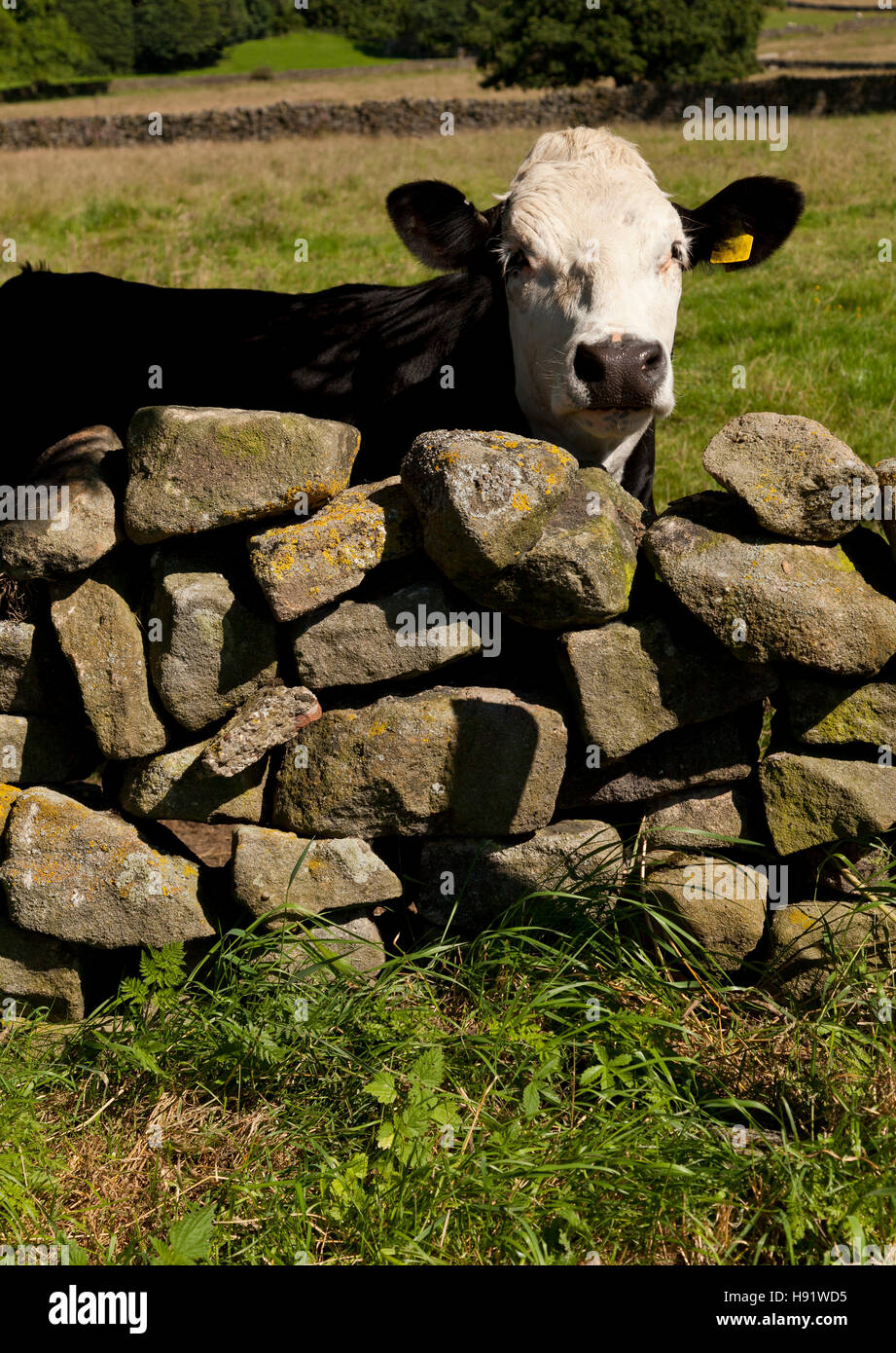 Einem schwarzen und weißen Ochsen mit Blick auf eine Trockensteinmauer UK Stockfoto