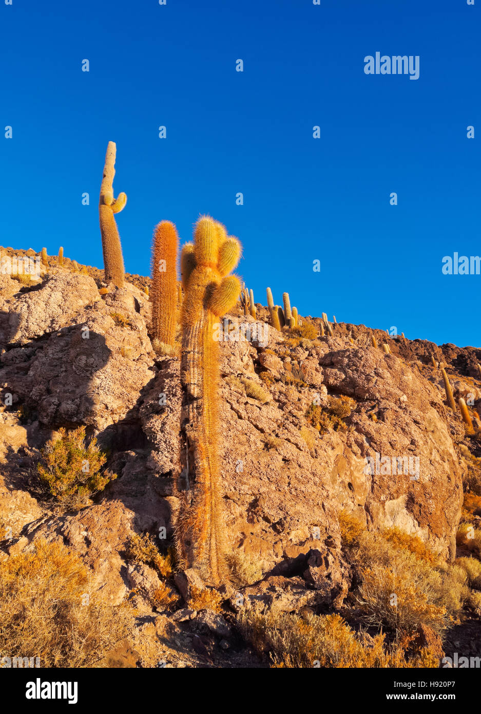 Bolivien Potosi Abteilung Daniel Campos Provinz Salar de Uyuni Blick auf die Insel Incahuasi mit seiner gigantischen Stockfoto