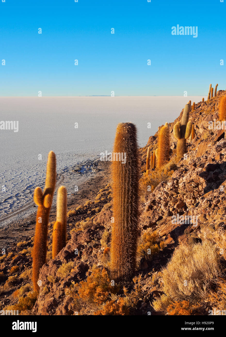 Bolivien Potosi Abteilung Daniel Campos Provinz Salar de Uyuni Blick auf die Insel Incahuasi mit seiner gigantischen Stockfoto