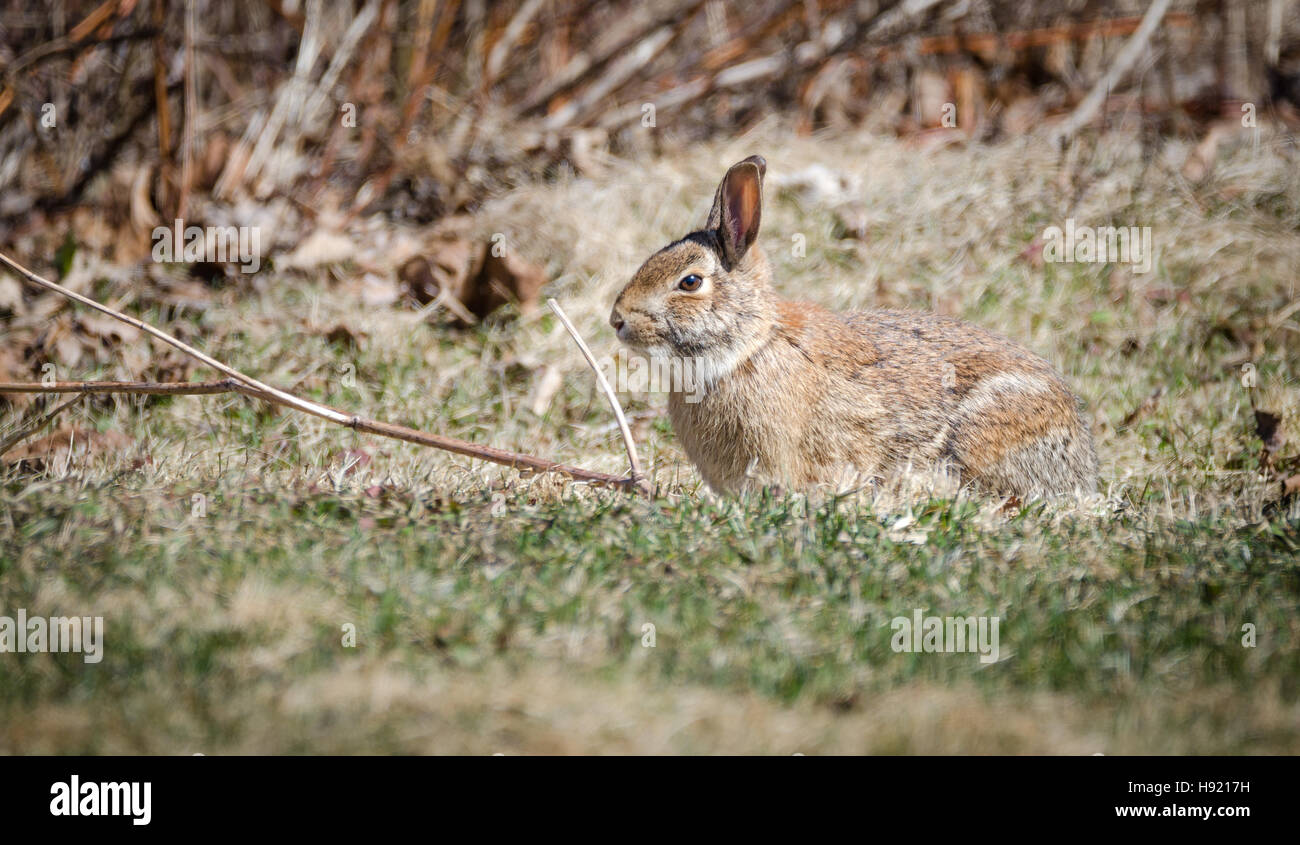Junge große Baumwolle Schweif Kaninchen in einem Feld im zeitigen Frühjahr. Stockfoto