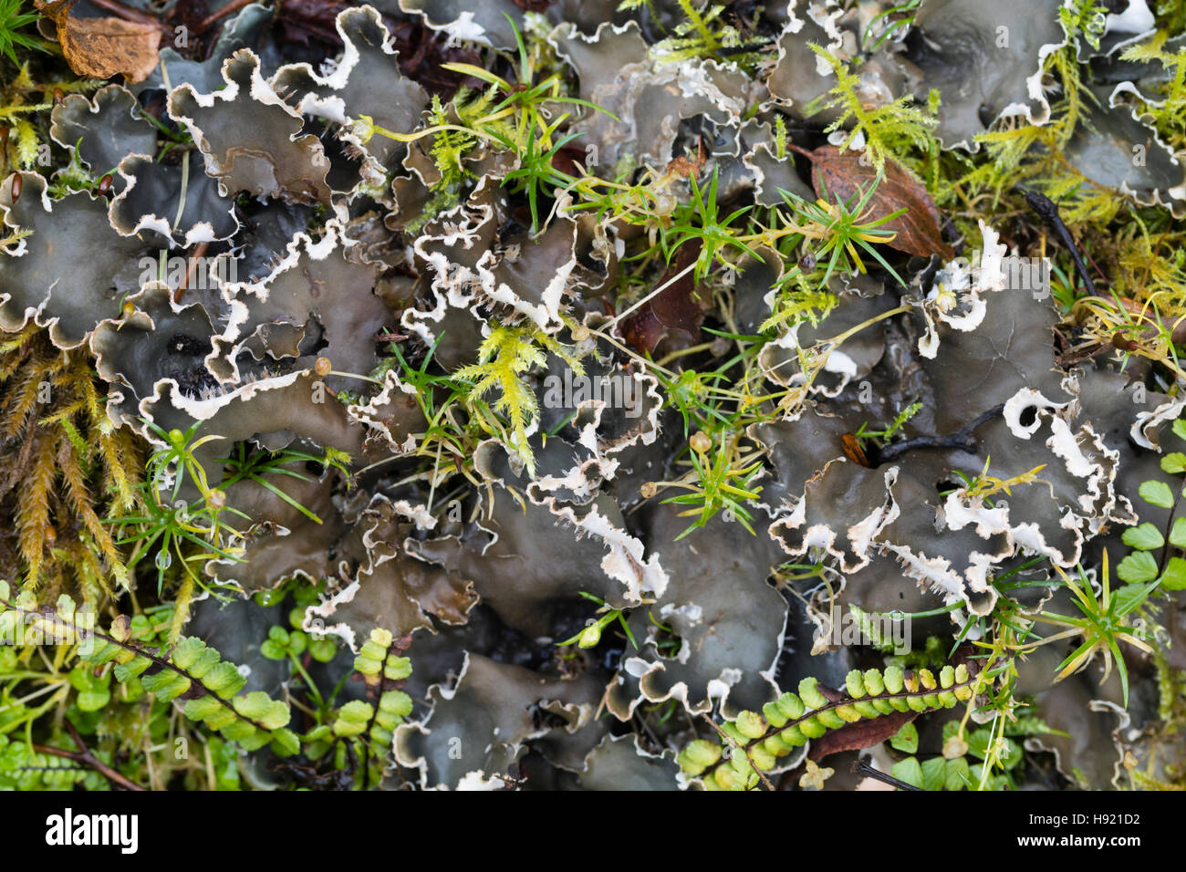 Weißen Unterseiten und grauen gelappt oberseits gemeinsame Grünland Hund Flechtenarten, Peltigera canina Stockfoto