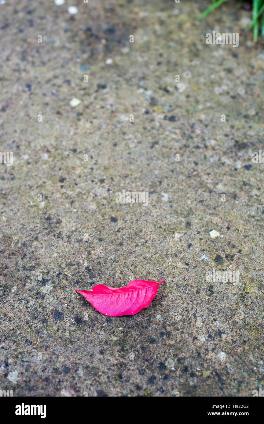Rosa Herbst Kirsche Blatt sieht aus wie Lippen Stockfoto