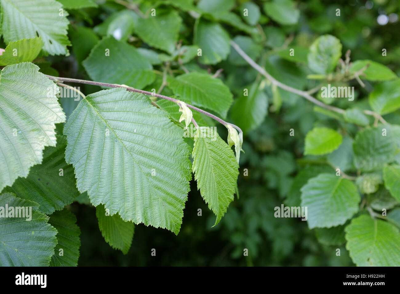 Red Alder Laub, Stockfoto