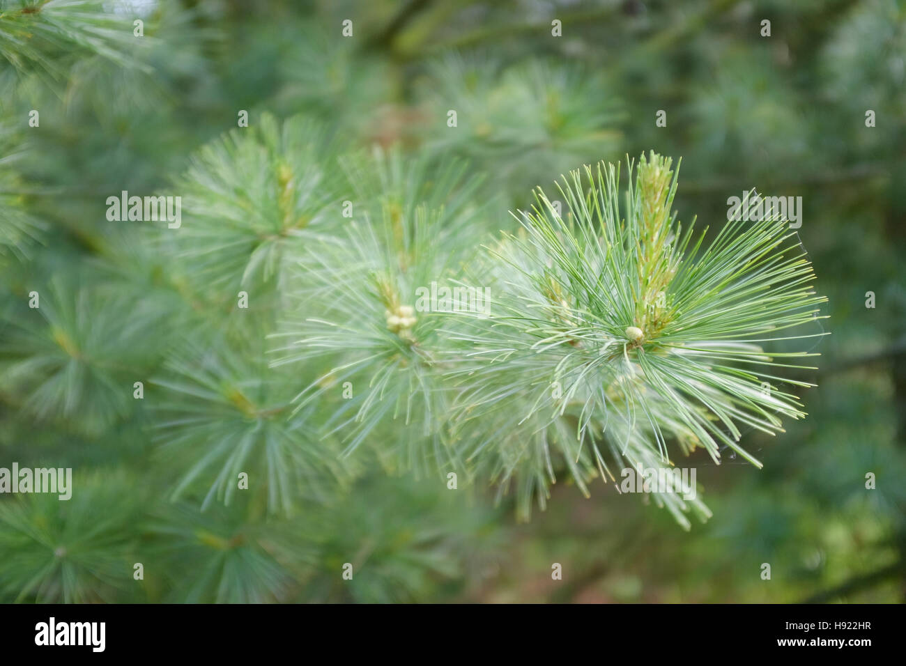 Pinus Strobus Laub Stockfoto