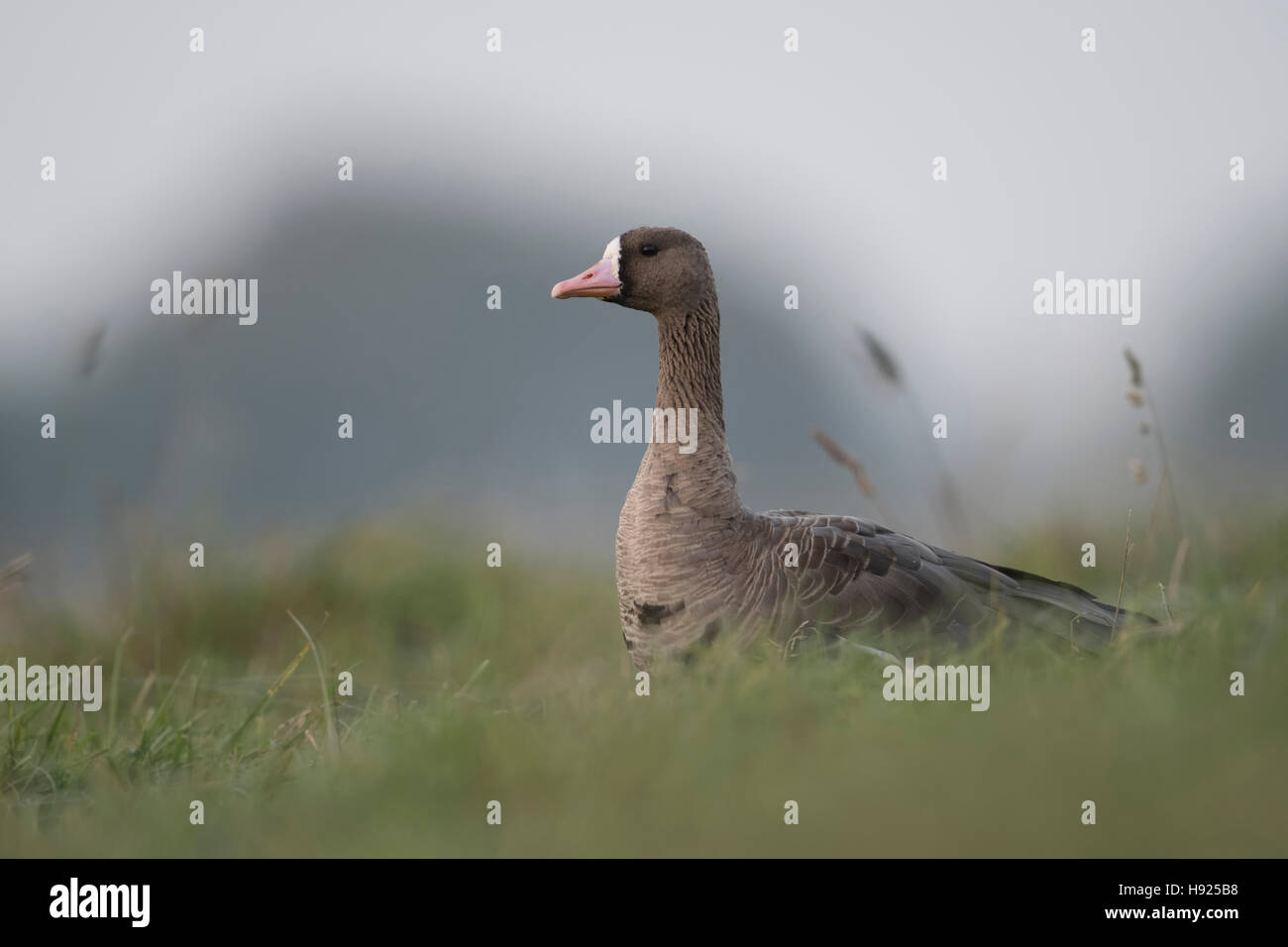 Größere weiße – Anser Gans / Blaessgans (Anser Albifrons), arktische Wintergast, hohen Gras einer Wiese sitzend beobachten. Stockfoto