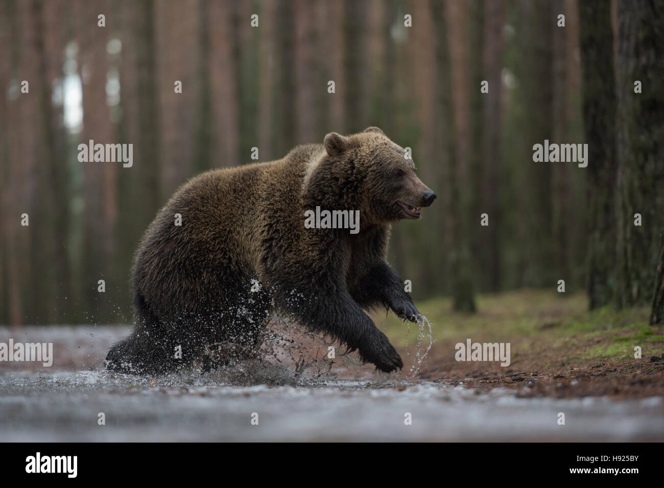 Europäischer Braunbär / Braunbaer (Ursus Arctos), jungen Cub, durch eine gefrorene Pfütze in einem Wald voller Freude springen. Stockfoto