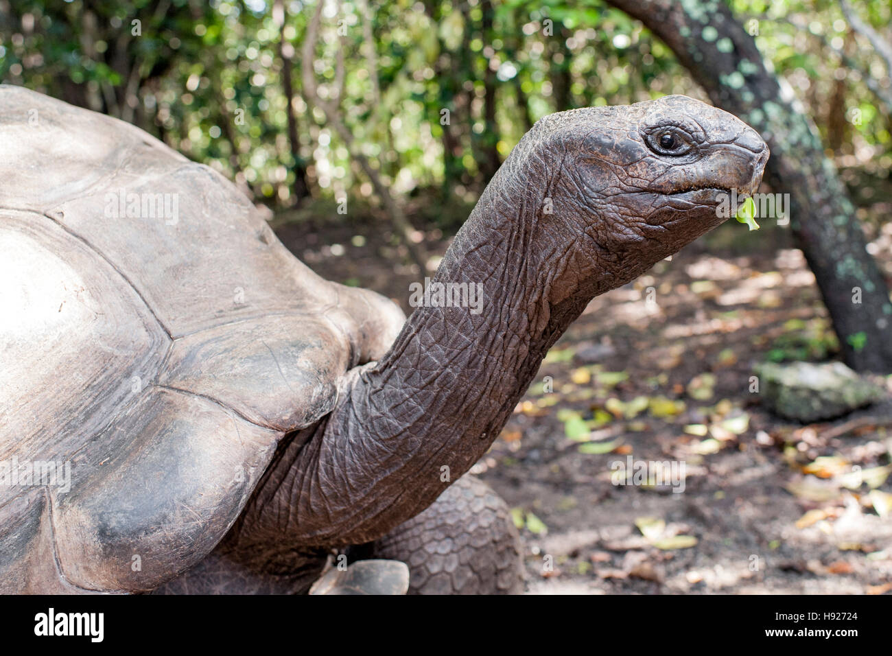 Big Daddy, die eine 90 Jahre alte Riesenschildkröte auf Ile Aux Aigrettes auf Mauritius ist. Stockfoto
