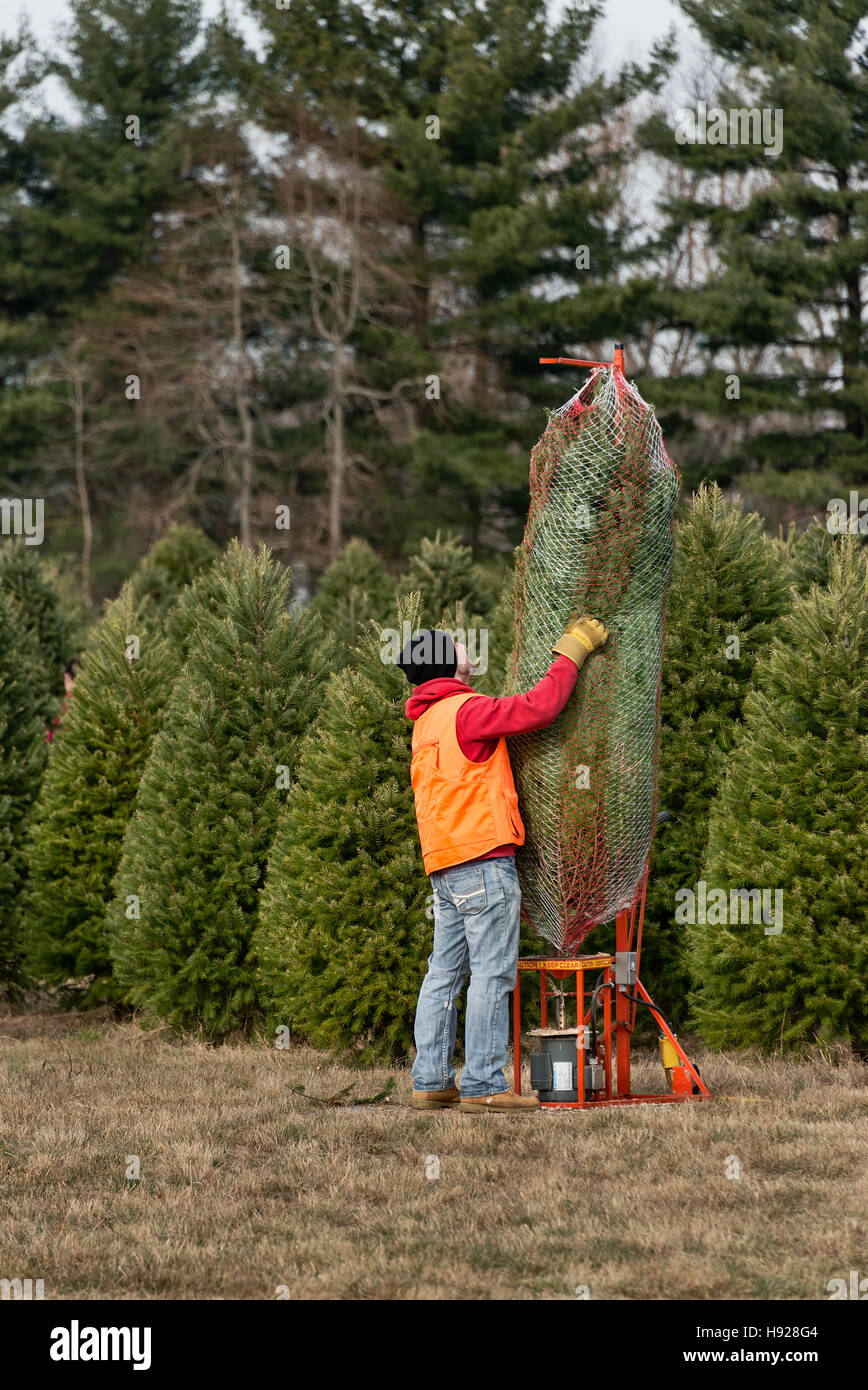 Mann bereitet frisch geschnittenen Weihnachtsbaum für Kunden. Stockfoto