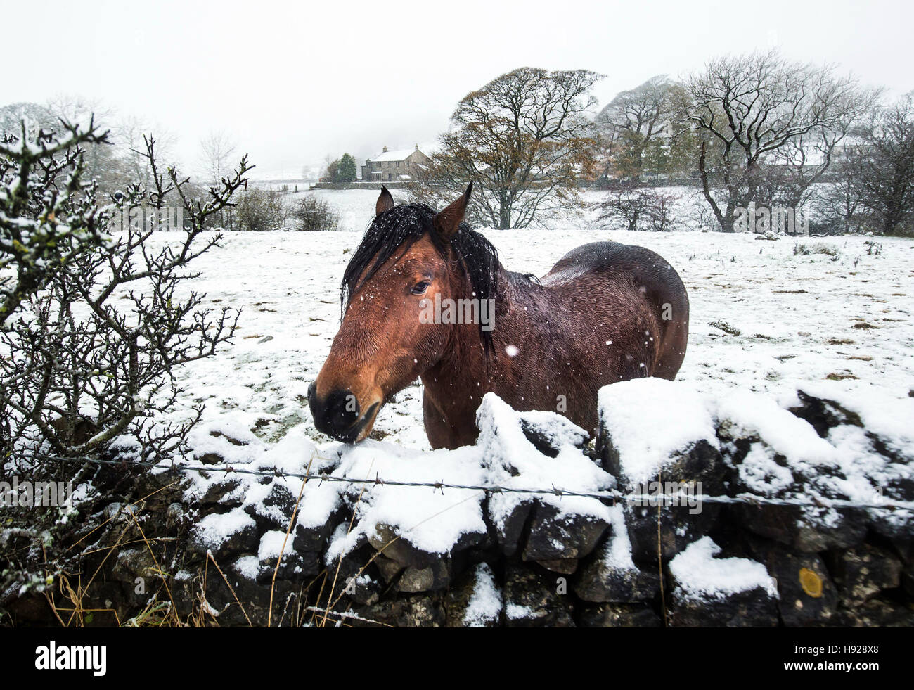 Ein Pferd in den schneebedeckten Bedingungen in einem Bereich zwischen Ingleton und Hawes in den Yorkshire Dales National Park nach Winterwetter Schnee auf einer Anhöhe im Norden von England gebracht. Stockfoto