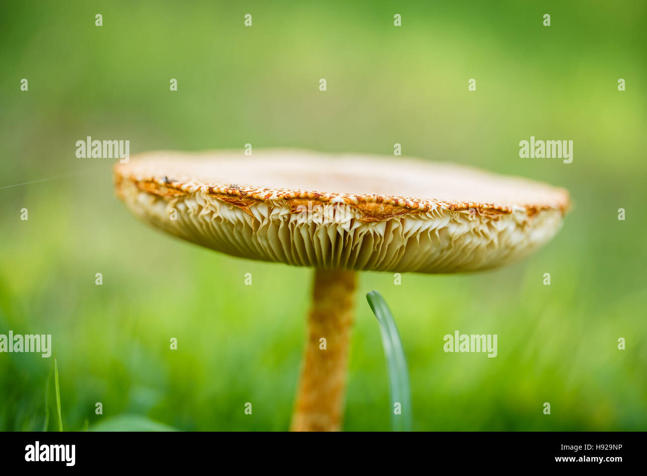Pilz in den tropischen Wäldern von Thailand. Stockfoto