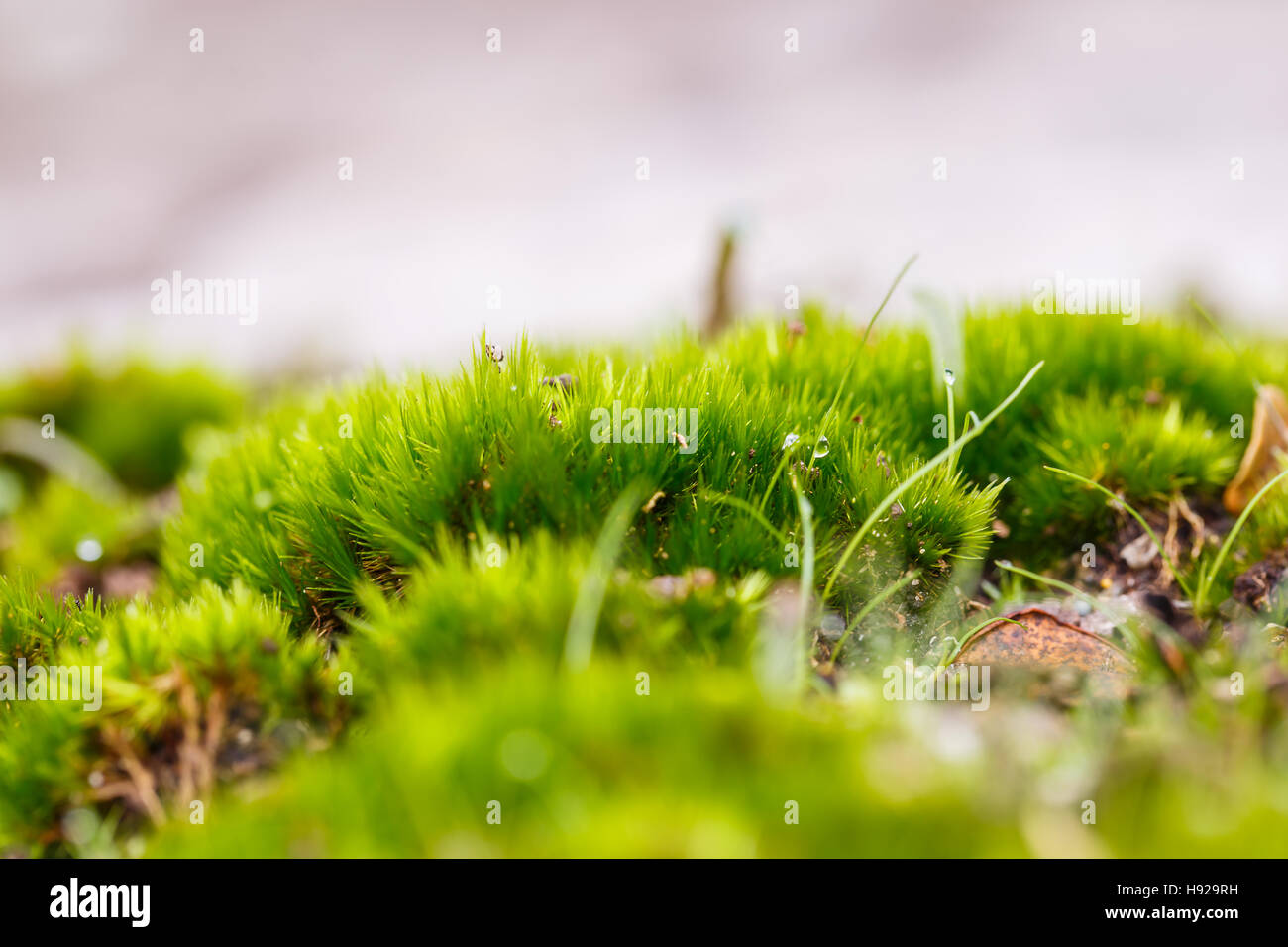 grüne Mos auf dem Baum Stockfoto