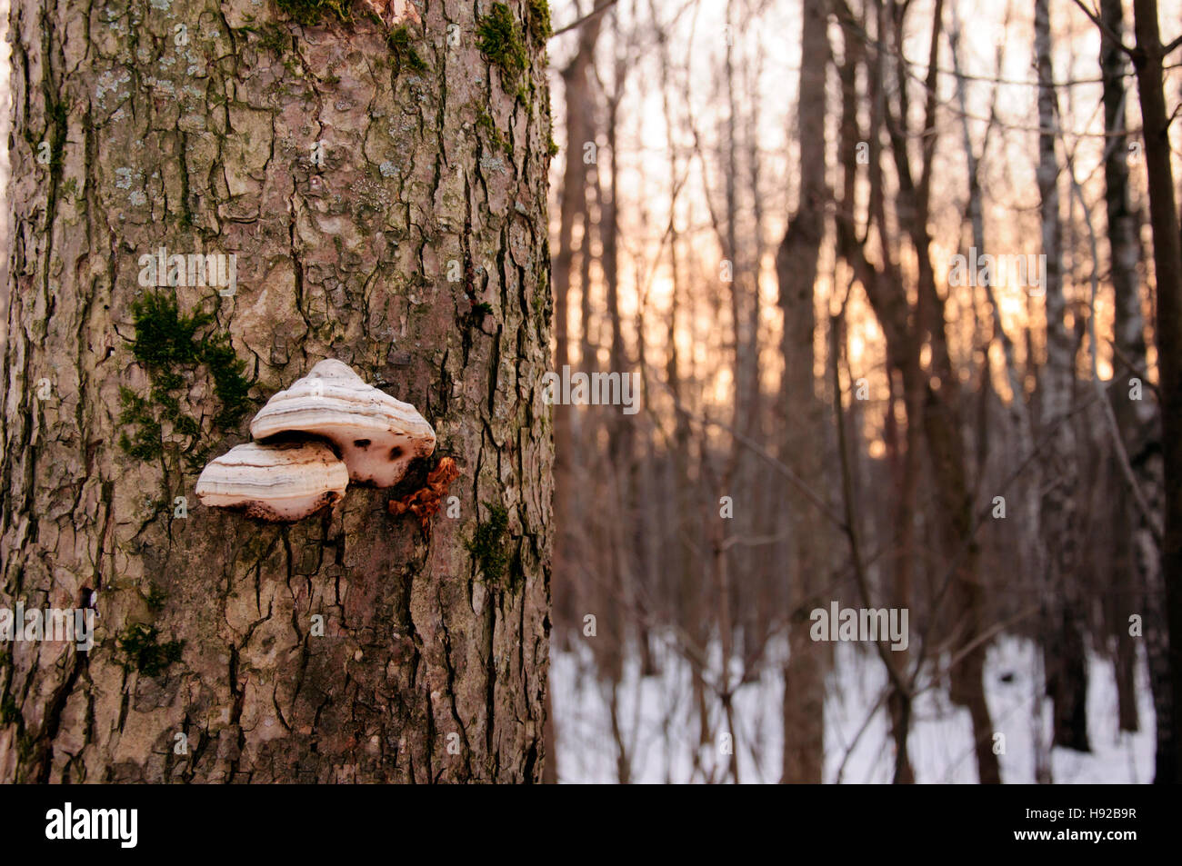 Baumpilz auf Hintergrund ein Winterwald Stockfoto