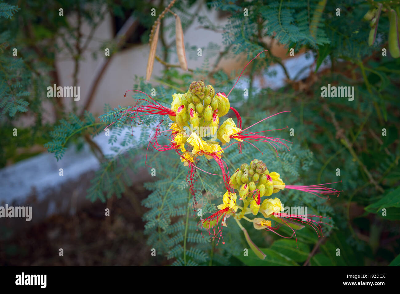 Schöne Fee verträumte magische gelbe Blüten mit dunkel grün blau lila Blätter Hintergrund abgeschwächt. Stockfoto