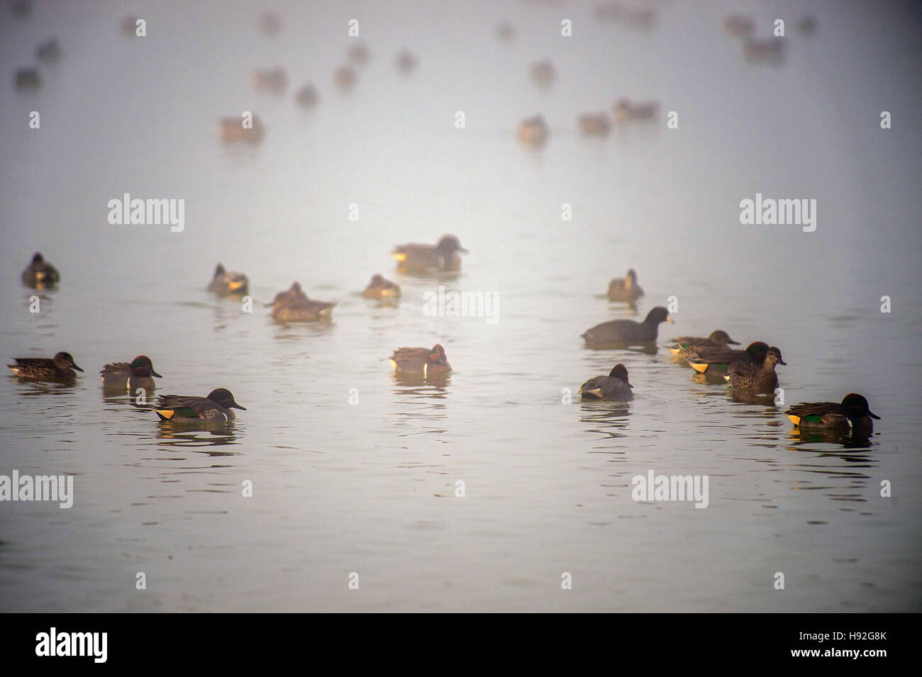 Eine große Herde von wilden Enten ruhen und Fütterung in einem Sumpf Teich See Stockfoto