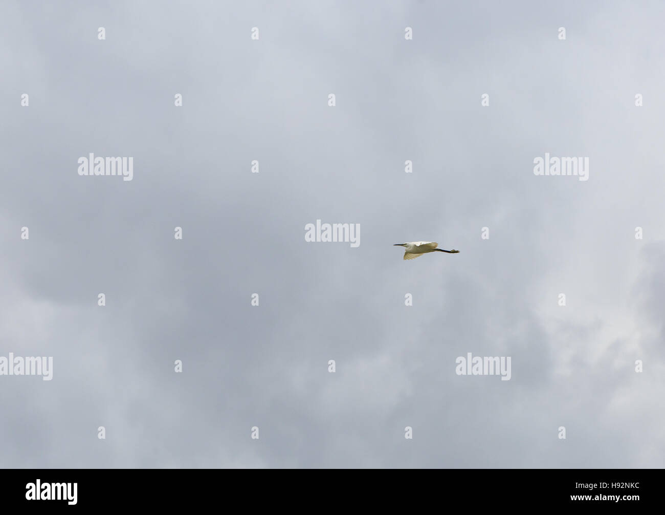 Ein Vogel fliegt in den Himmel Stockfoto