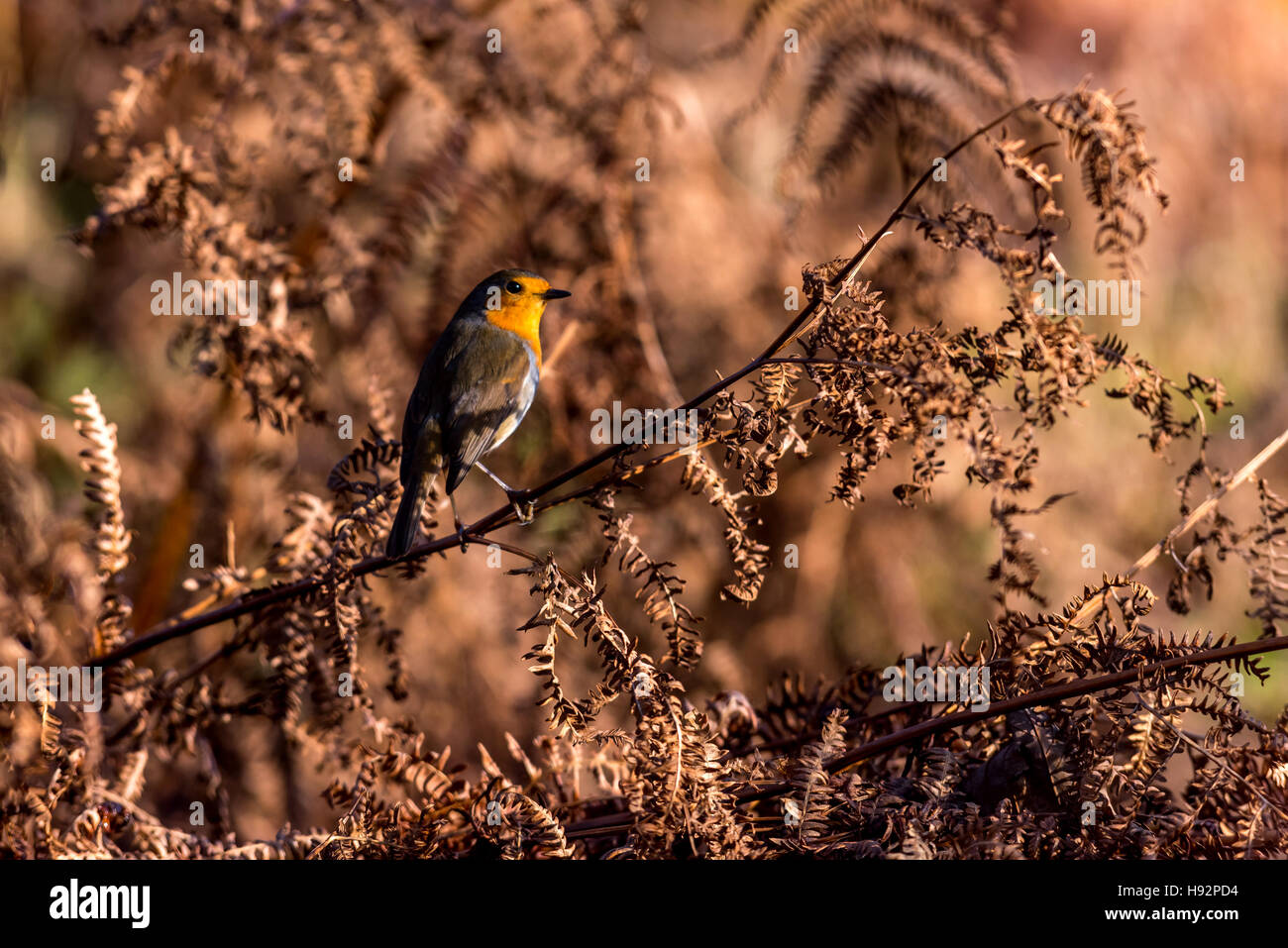 Vögel rund um Buttermere-See Stockfoto