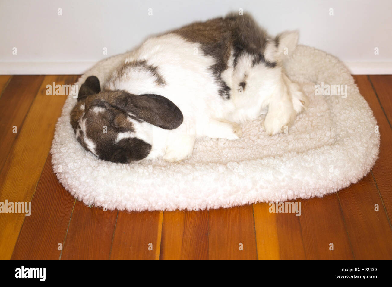 Neun Jahre altes Haustier Holland Lop Zwergkaninchen schläft auf Fleece-Bett im Haus Stockfoto