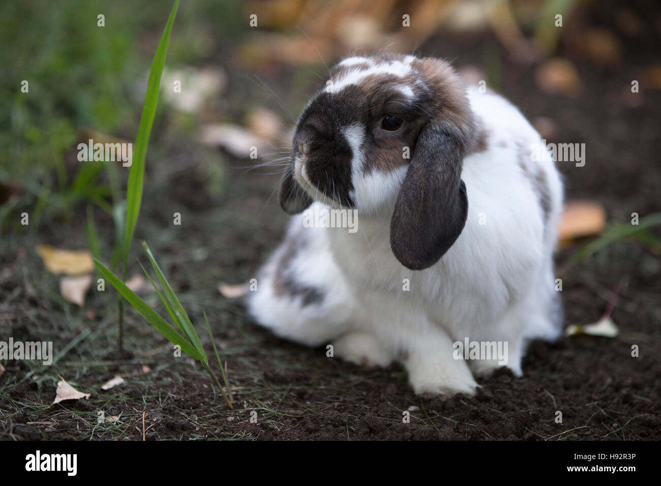 Holland Lop Zwerg Kaninchen draußen im Hof Stockfoto