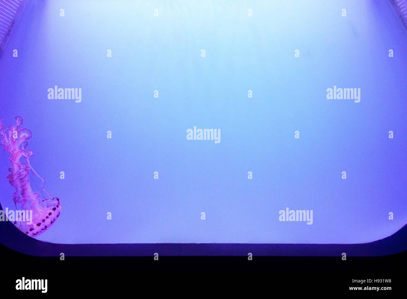 Qualle versteckt in der Ecke der Anzeige Tank im Aquarium des Pazifiks Stockfoto