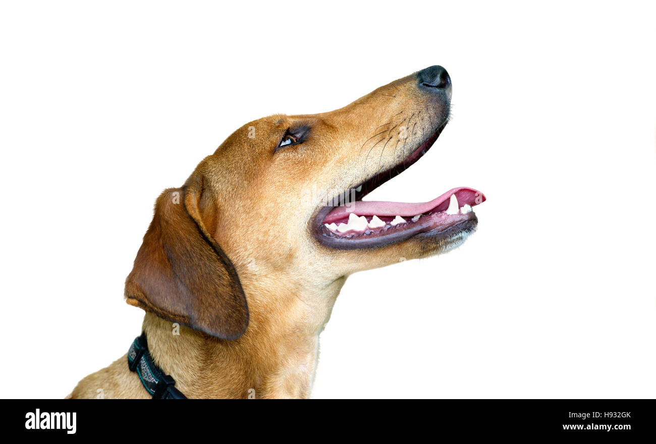 Glücklicher Hund isoliert auf weißem Hintergrund ist ein aufgeregt eifrig Hündchen mit einem großen Lächeln auf seinem Gesicht. Stockfoto
