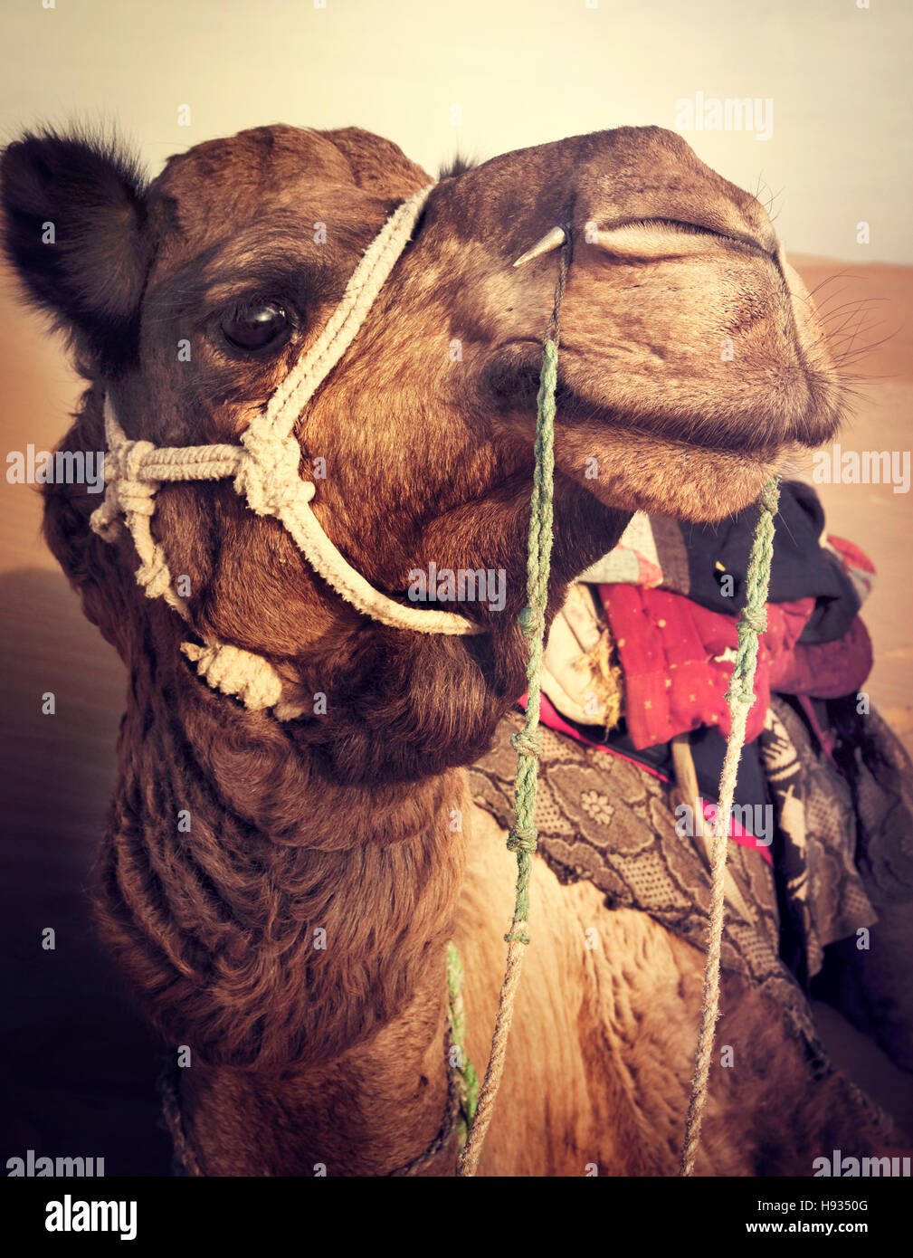 Kamel in der Wüste Thar Transportmitteln Wärmekonzept Stockfoto