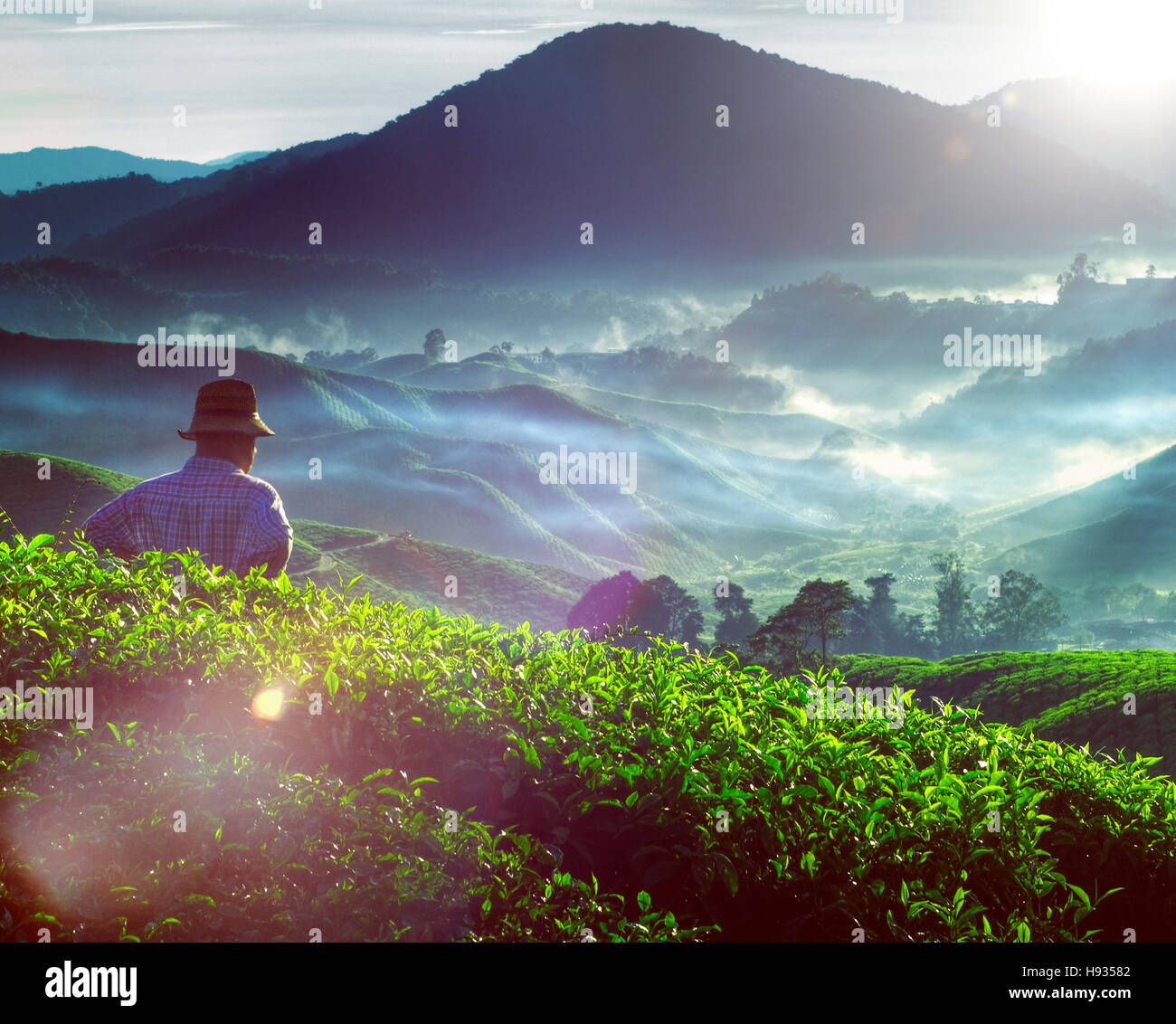 Landwirt Tee Plantage Malaysia Besetzung Kulturbegriff Stockfoto
