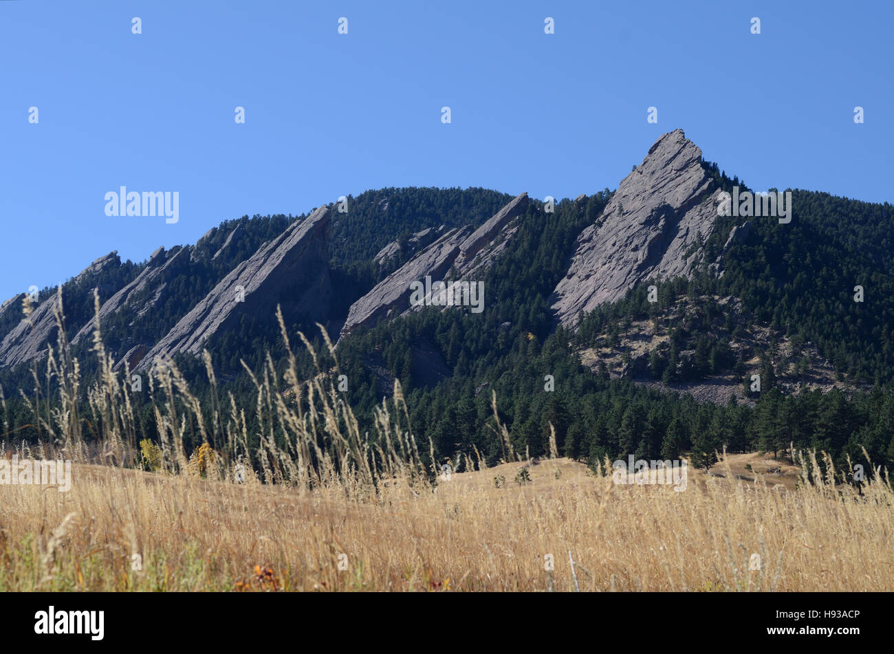 Gräser vor Green Mountain und Flatirons, Boulder, CO Stockfoto