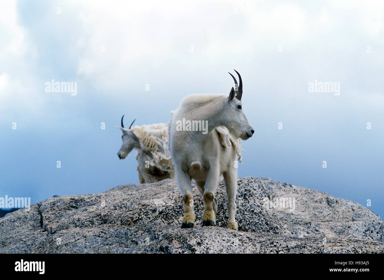 Bergziegen auf Mt. Evans, Colorado Rocky Mountains. Stockfoto