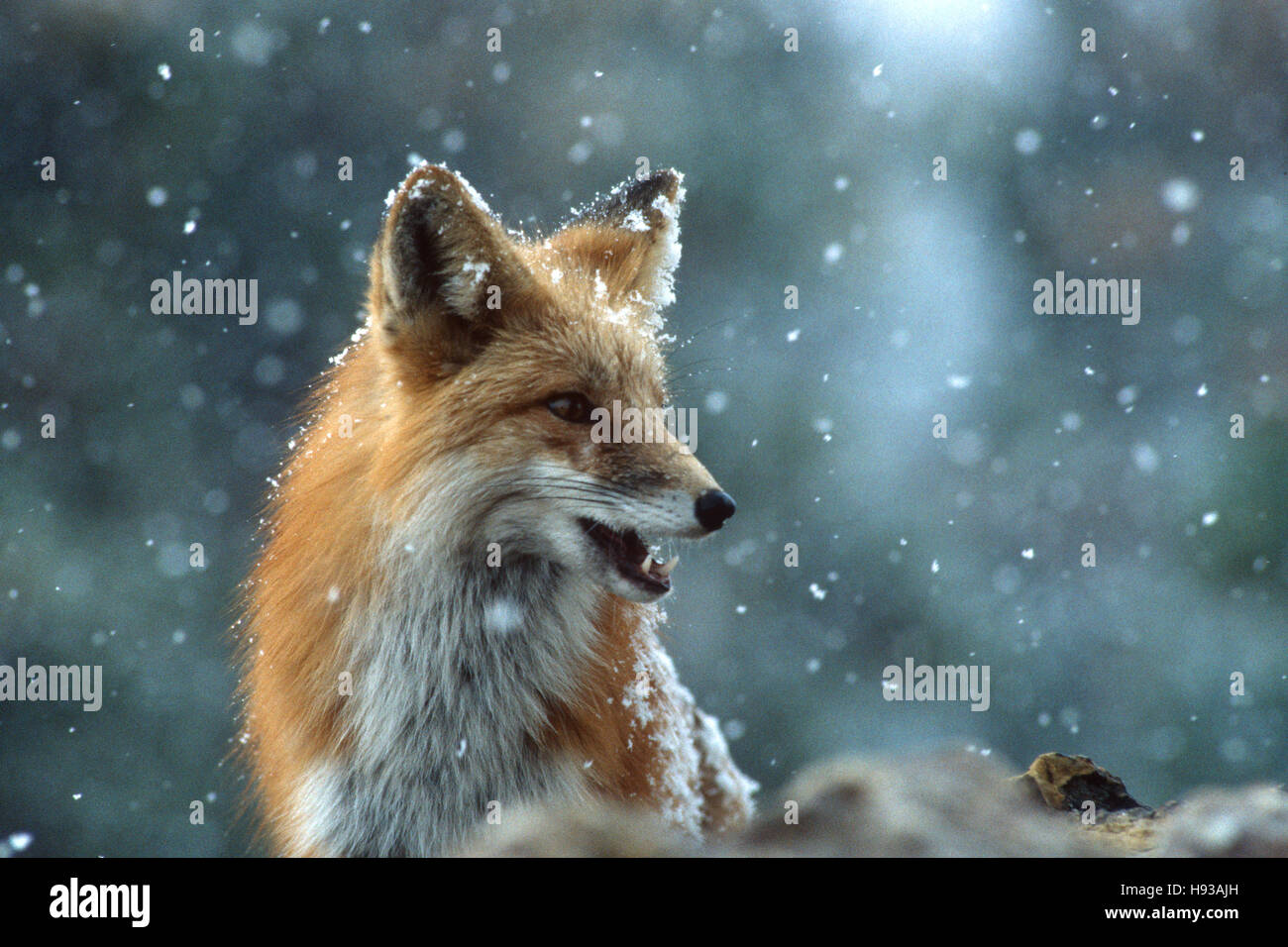 Red Fox sieht vorsichtig. In der Nähe von Boulder, Colorado Stockfoto