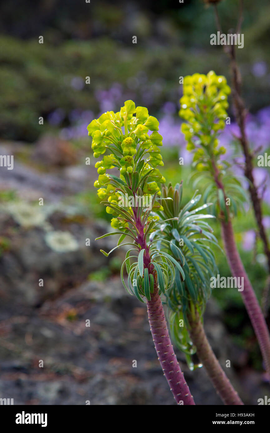 Abkhazi Garden, Victoria, Vancouver Island, Britisch-Kolumbien, Kanada Stockfoto