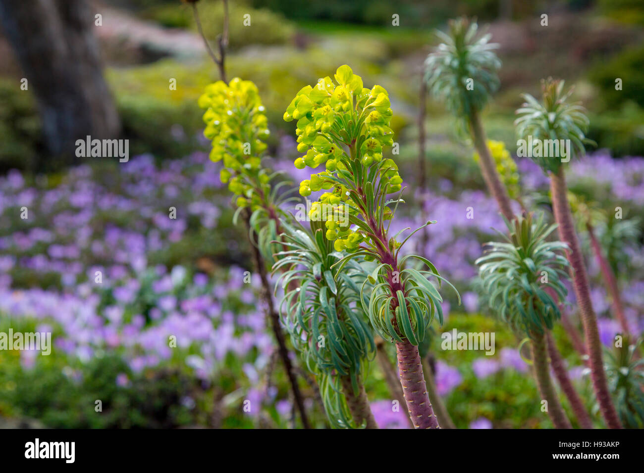 Abkhazi Garden, Victoria, Vancouver Island, Britisch-Kolumbien, Kanada Stockfoto