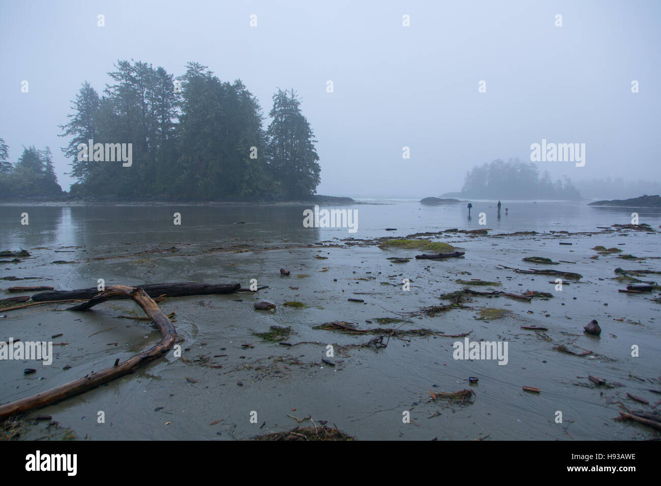 Kämmmaschinen Beach Trail, Pacific Rim National Park, Tofino, Vancouver Island, British Columbia, Kanada Stockfoto