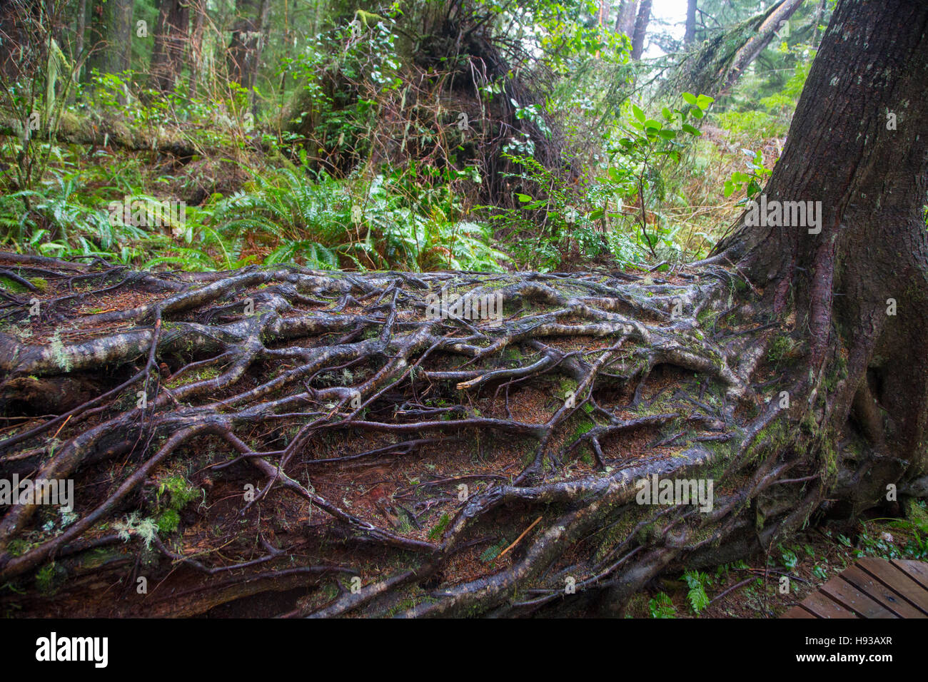Kämmmaschinen Beach Trail, Pacific Rim National Park, Tofino, Vancouver Island, British Columbia, Kanada Stockfoto