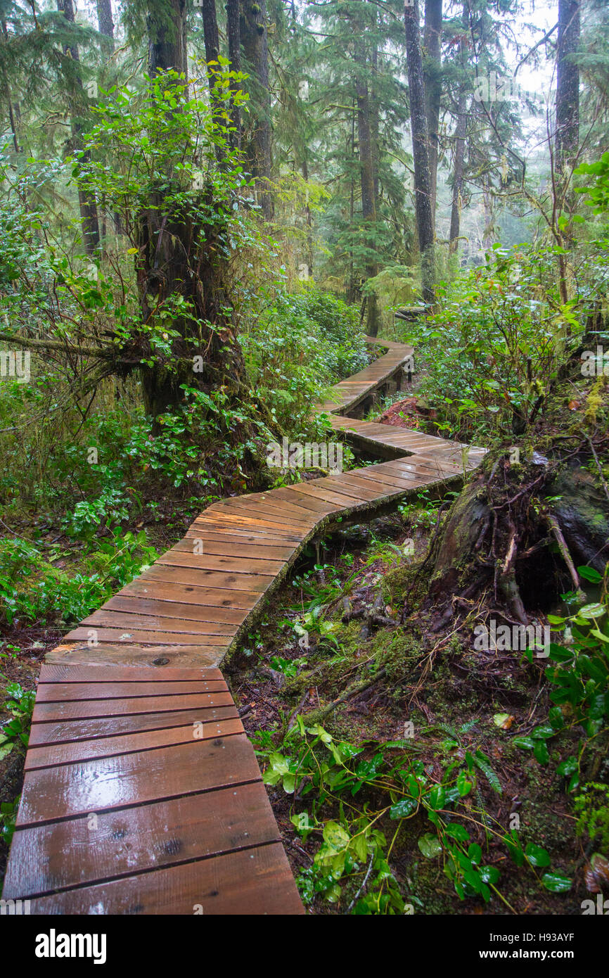 Kämmmaschinen Beach Trail, Pacific Rim National Park, Tofino, Vancouver Island, British Columbia, Kanada Stockfoto