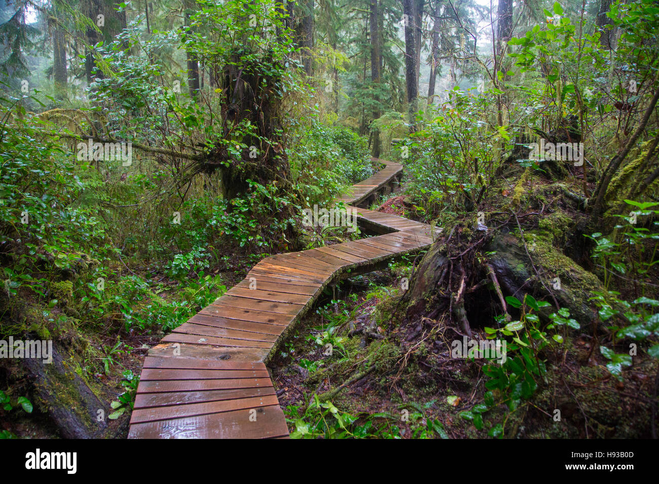 Kämmmaschinen Beach Trail, Pacific Rim National Park, Tofino, Vancouver Island, British Columbia, Kanada Stockfoto