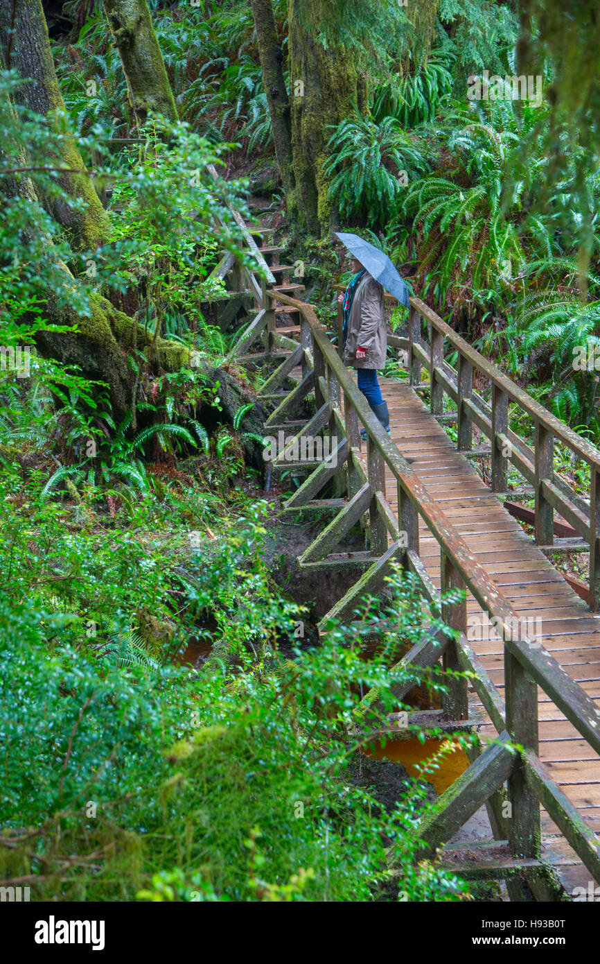 Kämmmaschinen Beach Trail, Pacific Rim National Park, Tofino, Vancouver Island, British Columbia, Kanada Stockfoto